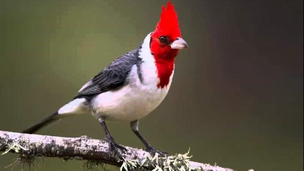 Desmantelaron una red de tráfico de fauna