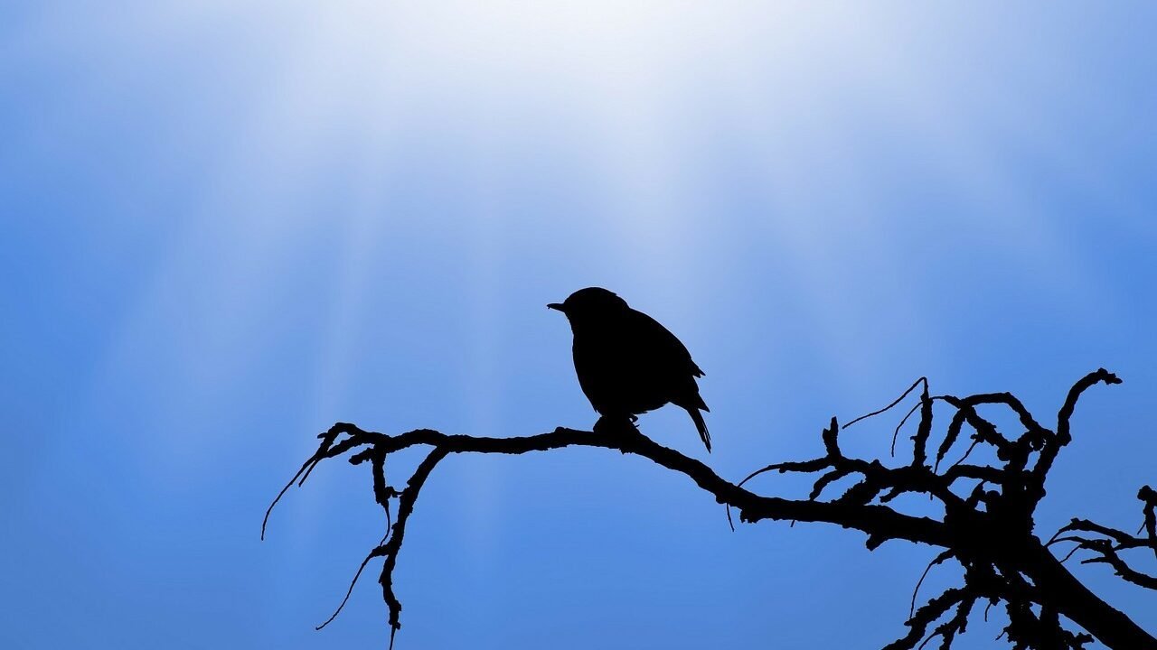 Se presentó el primer proyecto de ley de bienestar animal