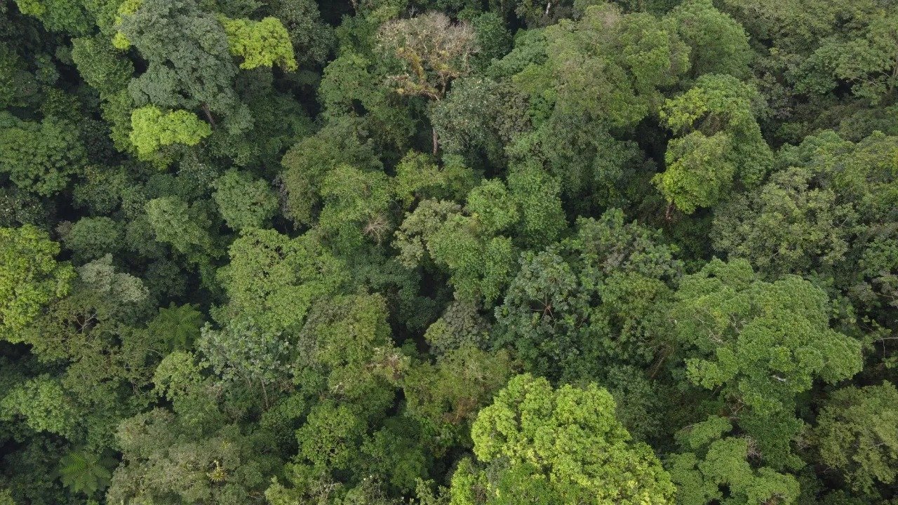 Día Mundial del Medio Ambiente