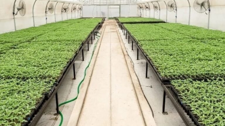 Se reglamentó la Ley de Cannabis medicinal y cáñamo industrial