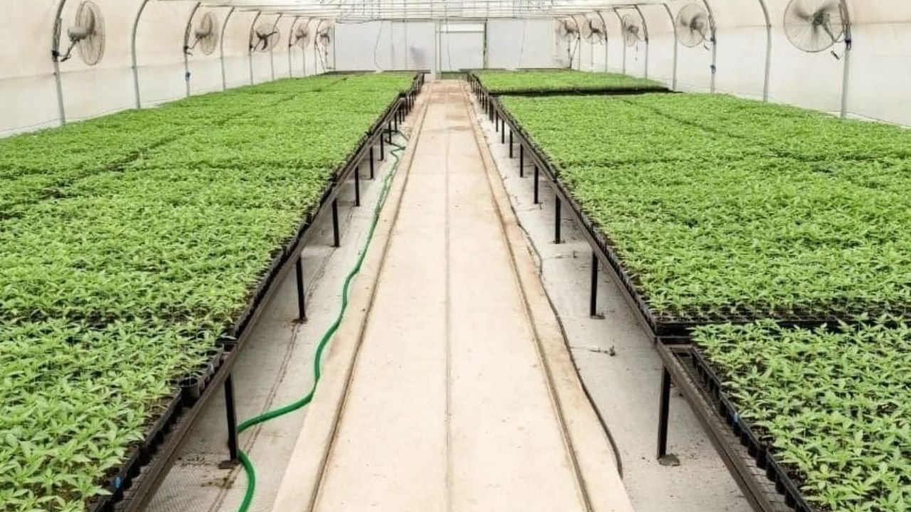 Se reglamentó la Ley de Cannabis medicinal y cáñamo industrial