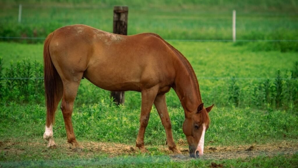 Ushuaia aprobó una ley que reconoce a los caballos como seres sintientes