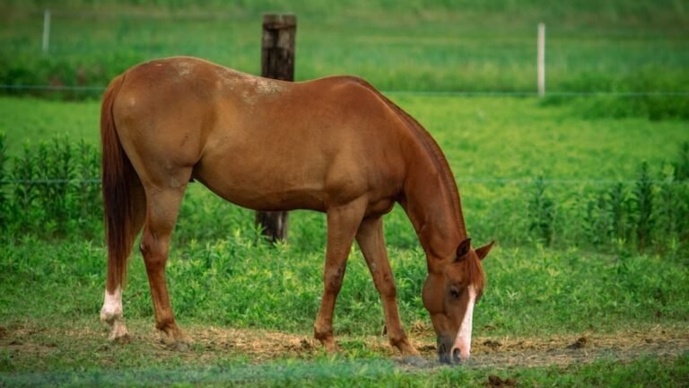 Ushuaia aprobó una ley que reconoce a los caballos como seres sintientes