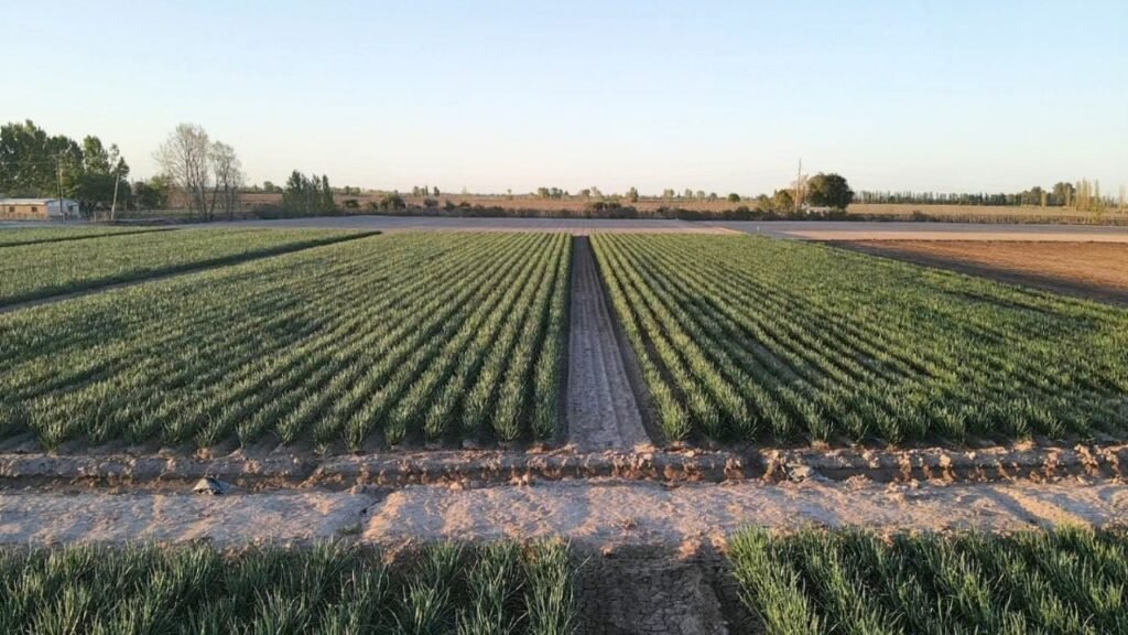 DNU: Dictan una cautelar contra el artículo que deroga la Ley de Tierras