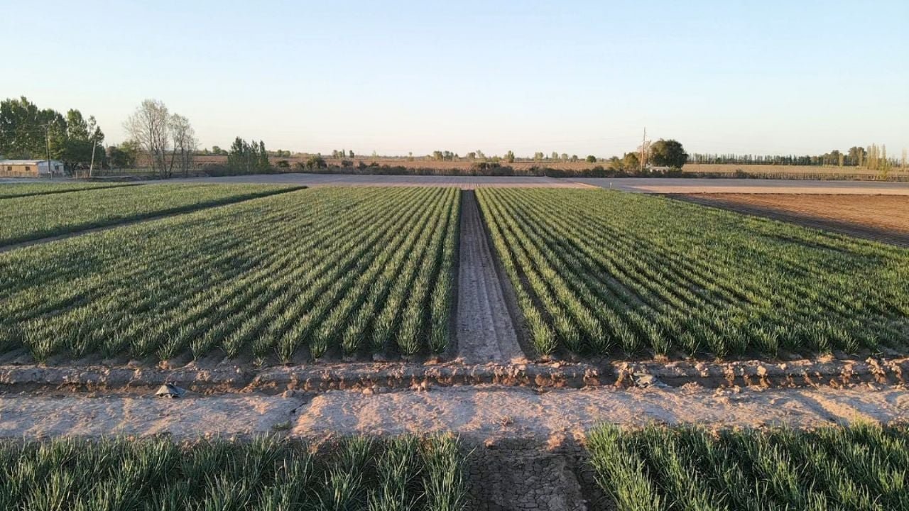 DNU: Dictan una cautelar contra el artículo que deroga la Ley de Tierras