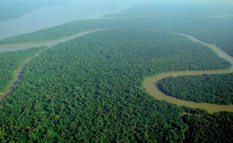 Amazonia: Brasil se propone llegar a deforestación ilegal cero para 2030