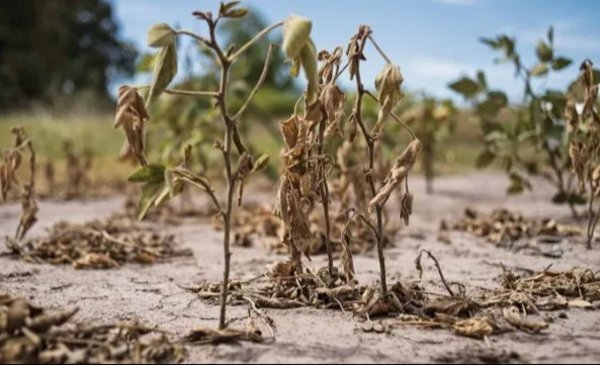 Impacto de La Niña en enero: ¿Qué lluvia espera el agro?