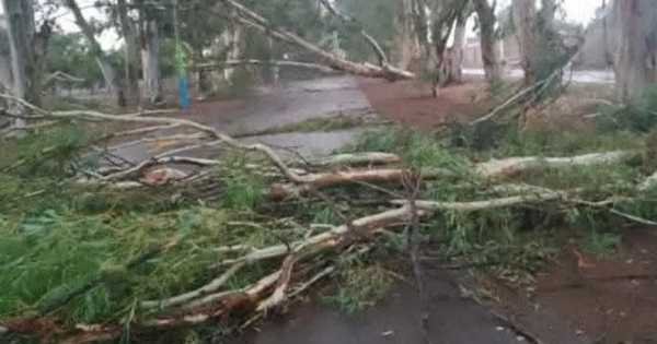 La Paz sufre tormenta devastadora: 100 árboles caídos
