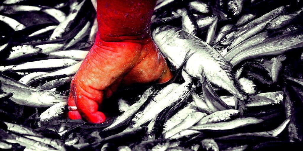Pesca pide recorte de retenciones igual que agro