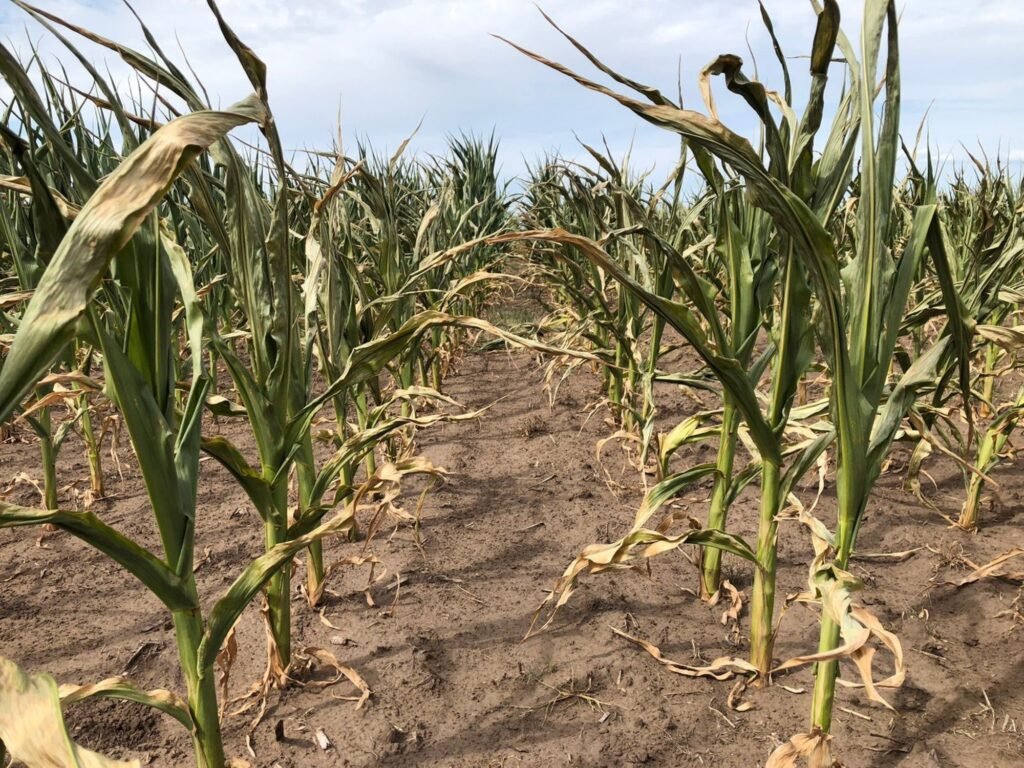 Sequía devastadora: caen en picada las proyecciones de cosecha y los cultivos sufren las consecuencias en el campo argentino