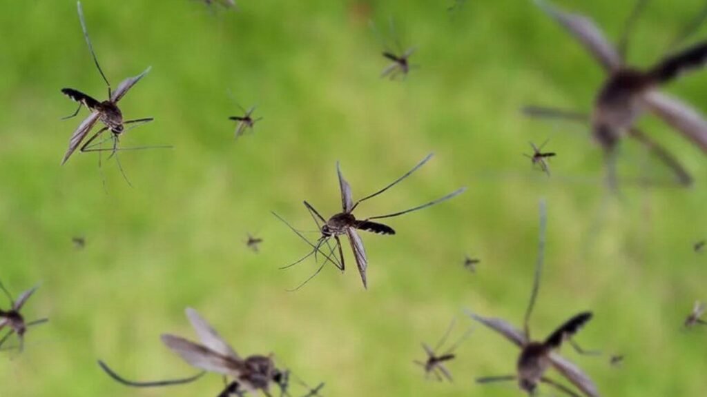 Mosquitos en Buenos Aires: guía de eliminación